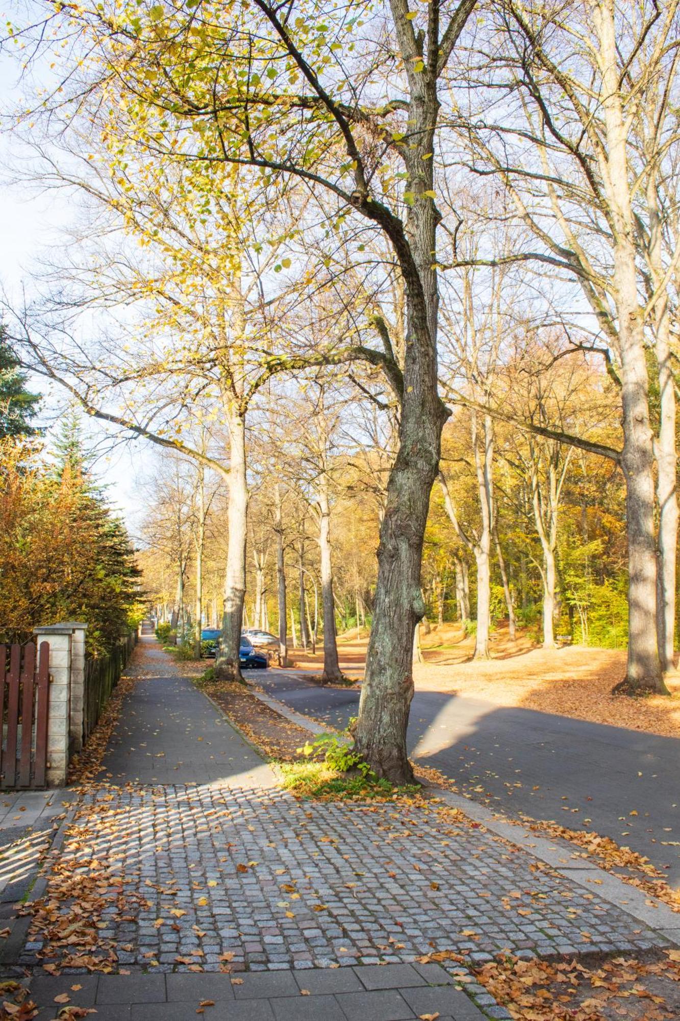 Stadtnatur Apartment Am Kuechwald - Mit Balkon, Streaming-Tv, Badewanne, Arbeitsplatz Chemnitz Exterior foto